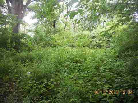 15017 Dolphin (23)_m.jpg